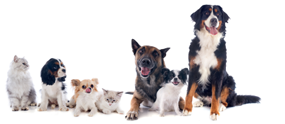 Different Pets, Dogs and Cats