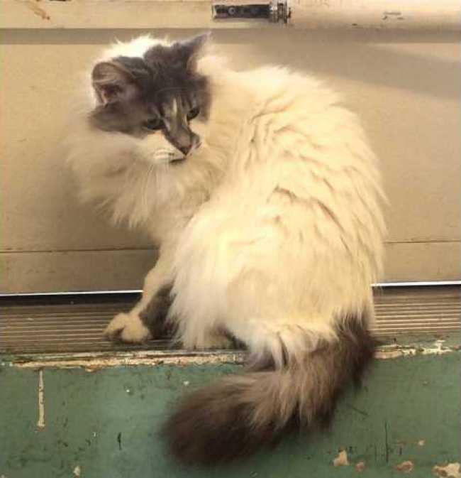 Birman on Adoptico.com