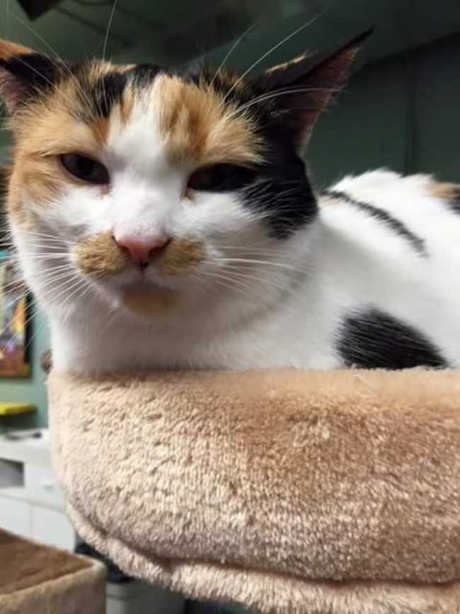 Mongrel on Adoptico.com