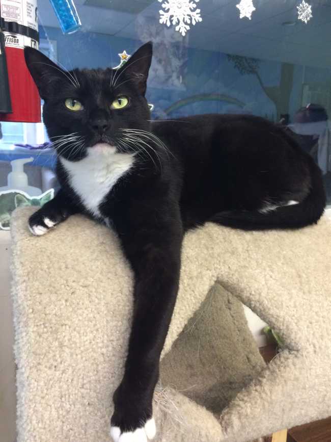 Mongrel on Adoptico.com