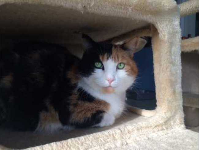 Mongrel on Adoptico.com