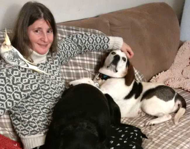 Beagle on Adoptico.com