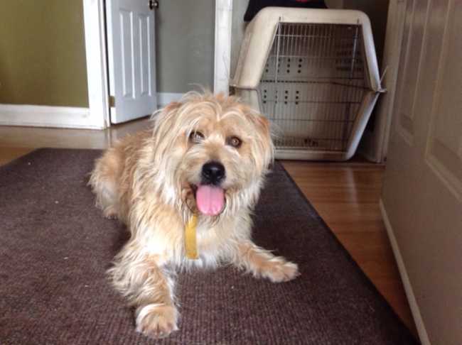Soft Coated Wheaten Terrier on Adoptico.com