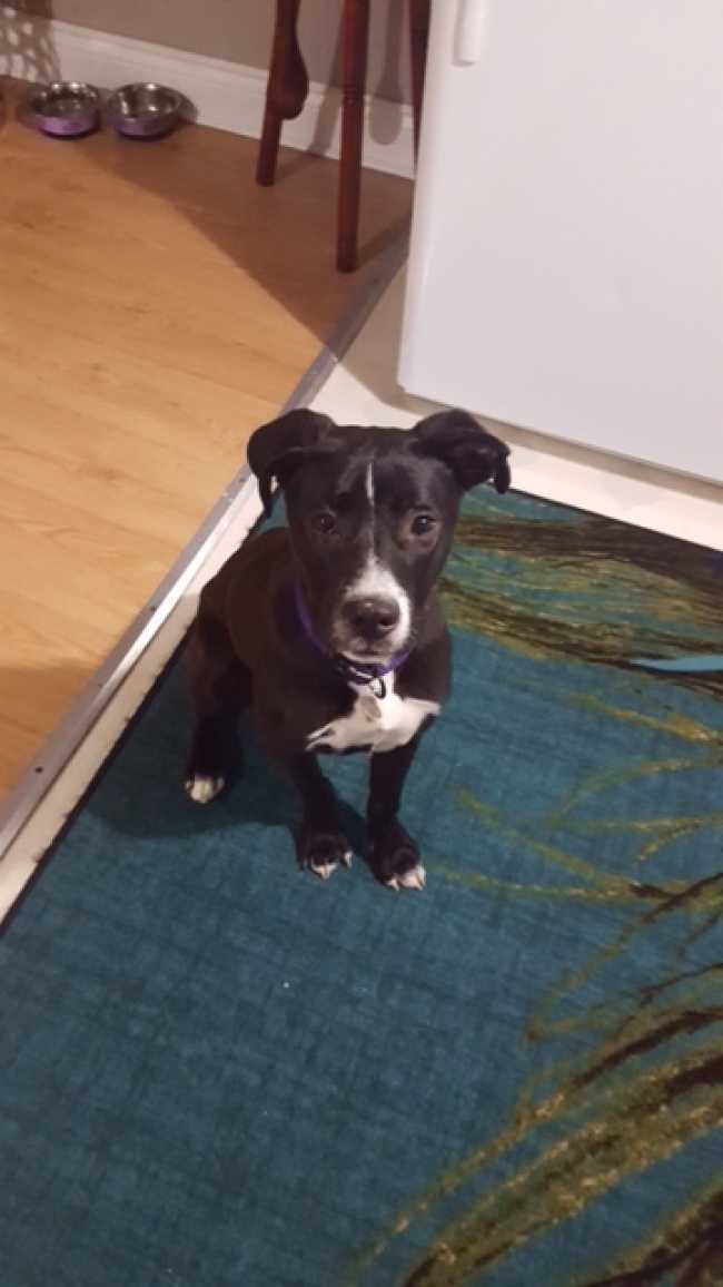 Boxer on Adoptico.com