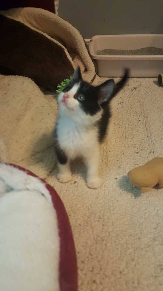 Mongrel on Adoptico.com