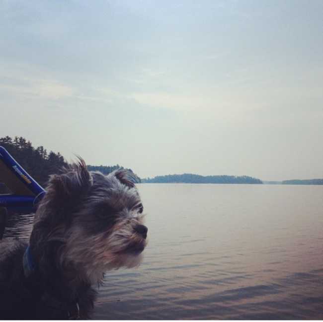 Yorkshire Terrier on Adoptico.com