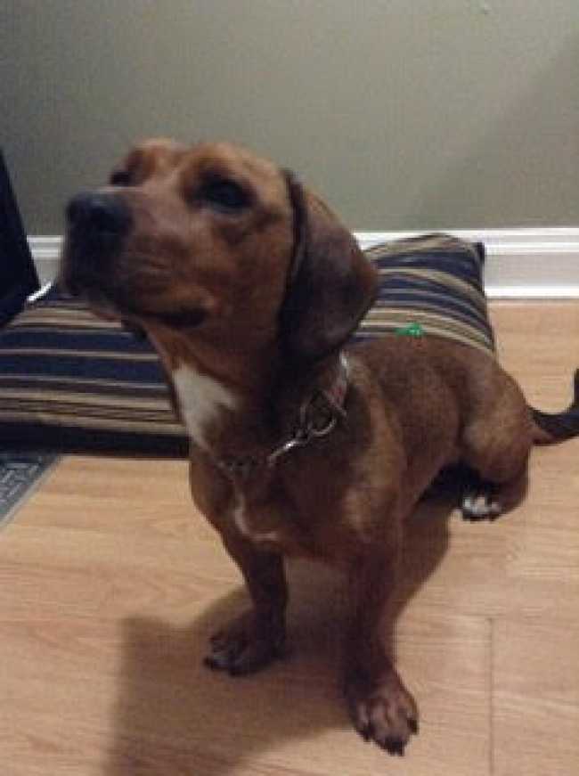 Dachshund on Adoptico.com