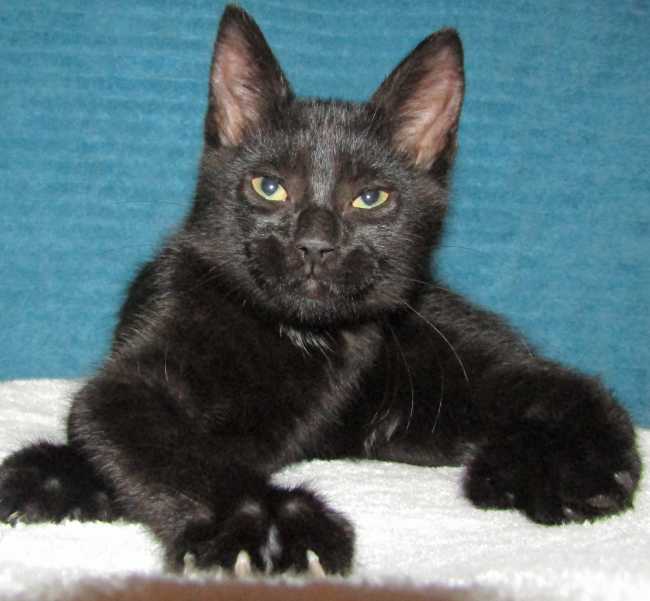 American Shorthair on Adoptico.com