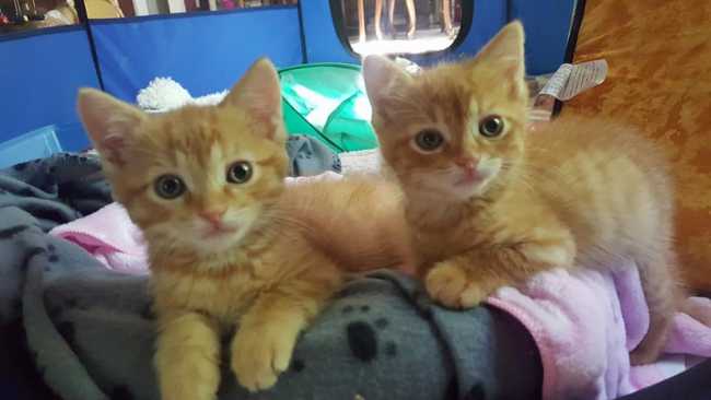 American Shorthair on Adoptico.com