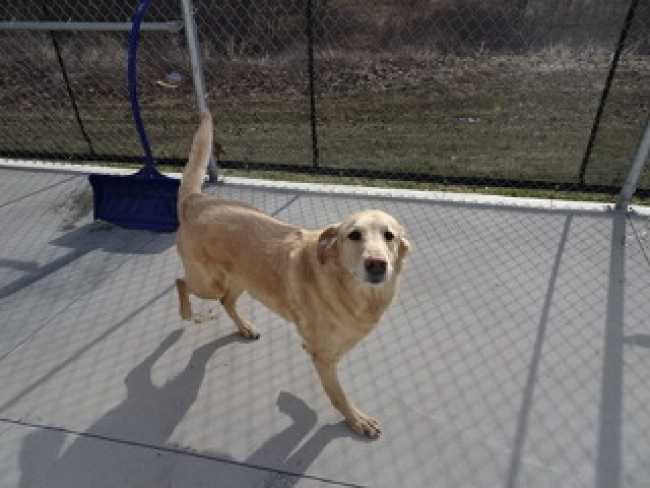 Golden Retriever on Adoptico.com