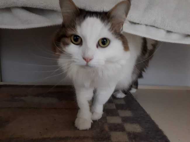 American Shorthair on Adoptico.com