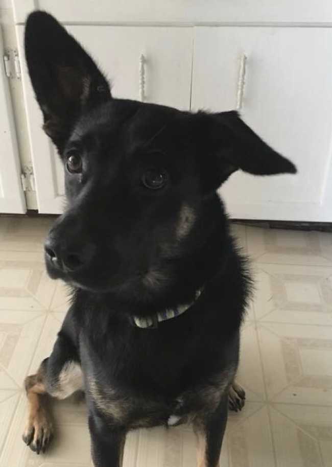 German Shepherd on Adoptico.com