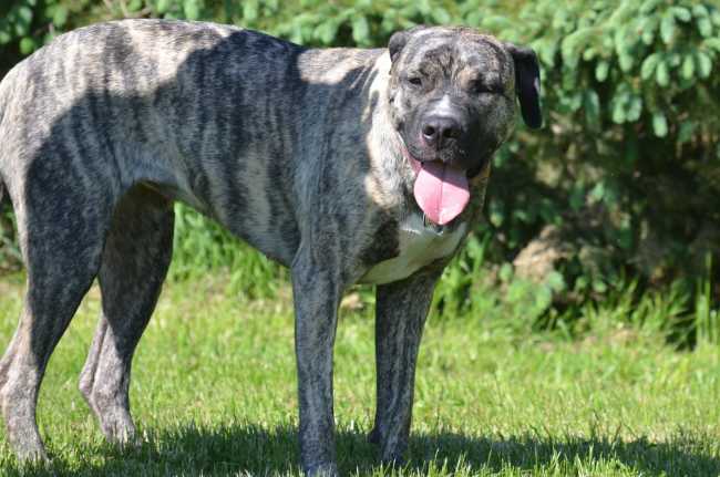 Great Dane on Adoptico.com