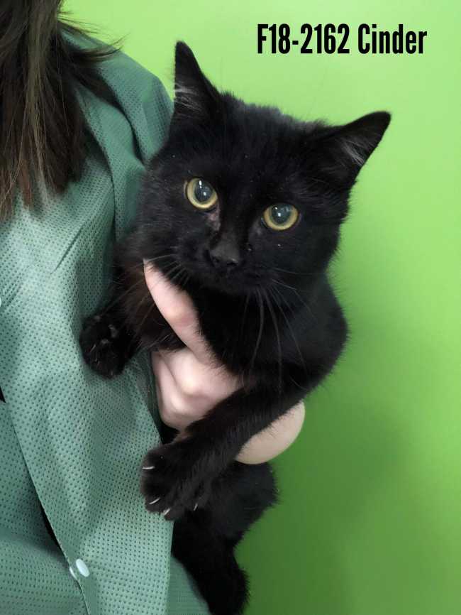 American Shorthair on Adoptico.com