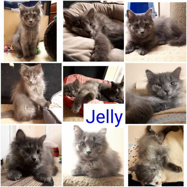 Russian Blue on Adoptico.com