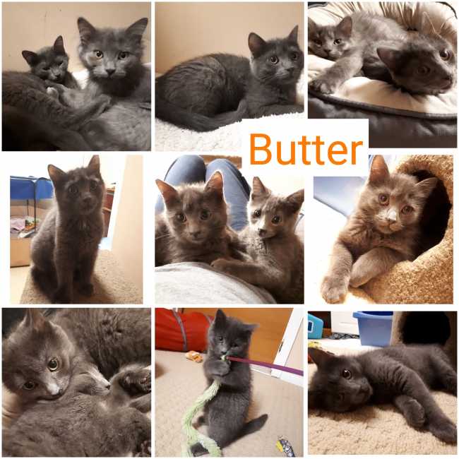 Russian Blue on Adoptico.com