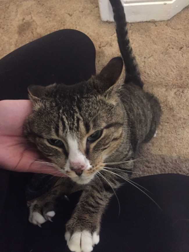 Domestic Short-Hair on Adoptico.com