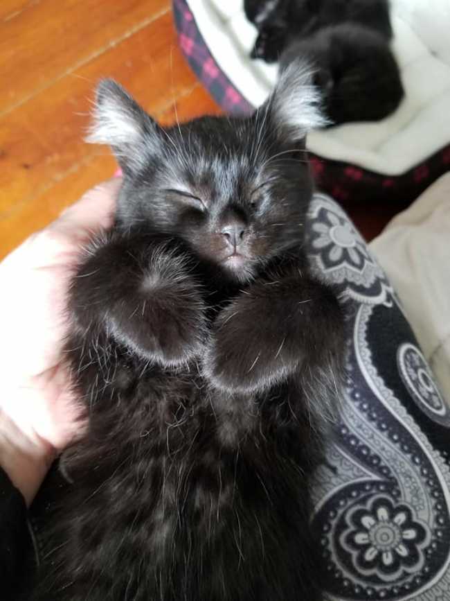 Domestic Short-Hair on Adoptico.com