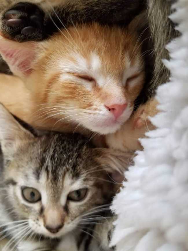 Domestic Short-Hair on Adoptico.com