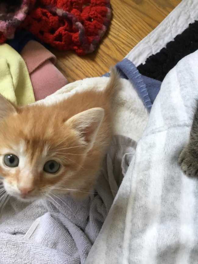 Domestic Short-Hair on Adoptico.com