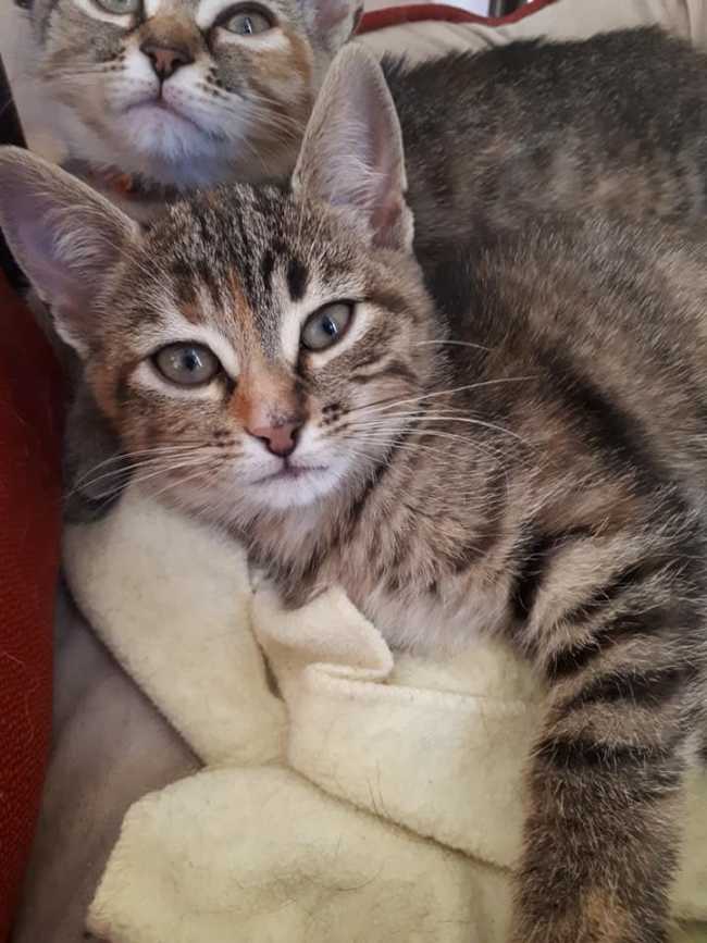 Domestic Short-Hair on Adoptico.com