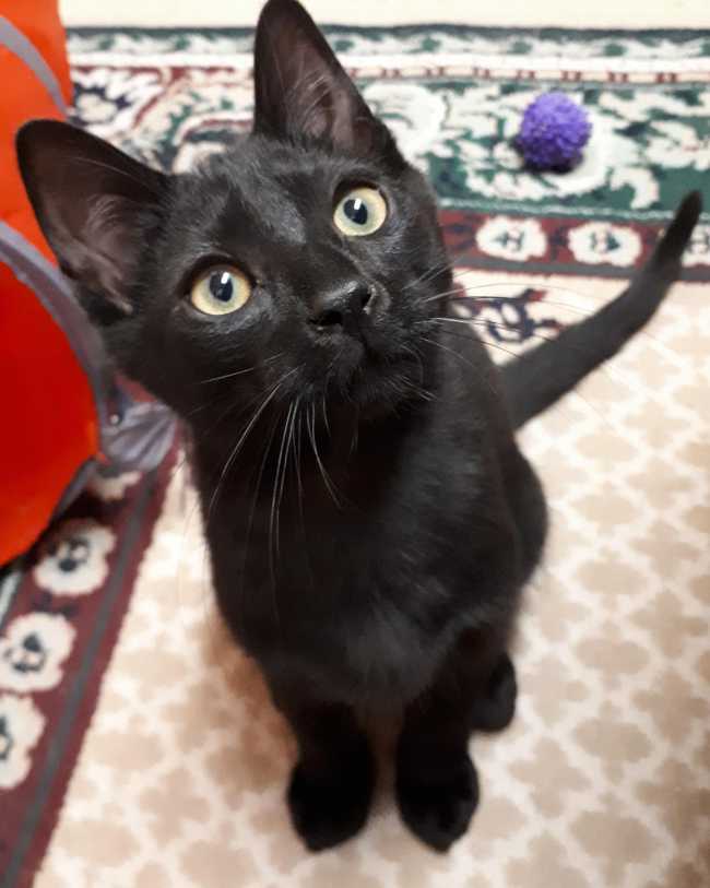 Domestic Short-Hair on Adoptico.com