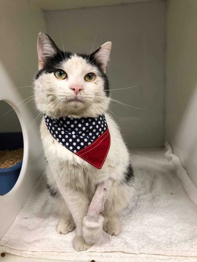 Domestic Short-Hair on Adoptico.com