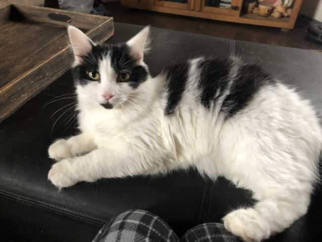 Domestic Medium-Hair on Adoptico.com