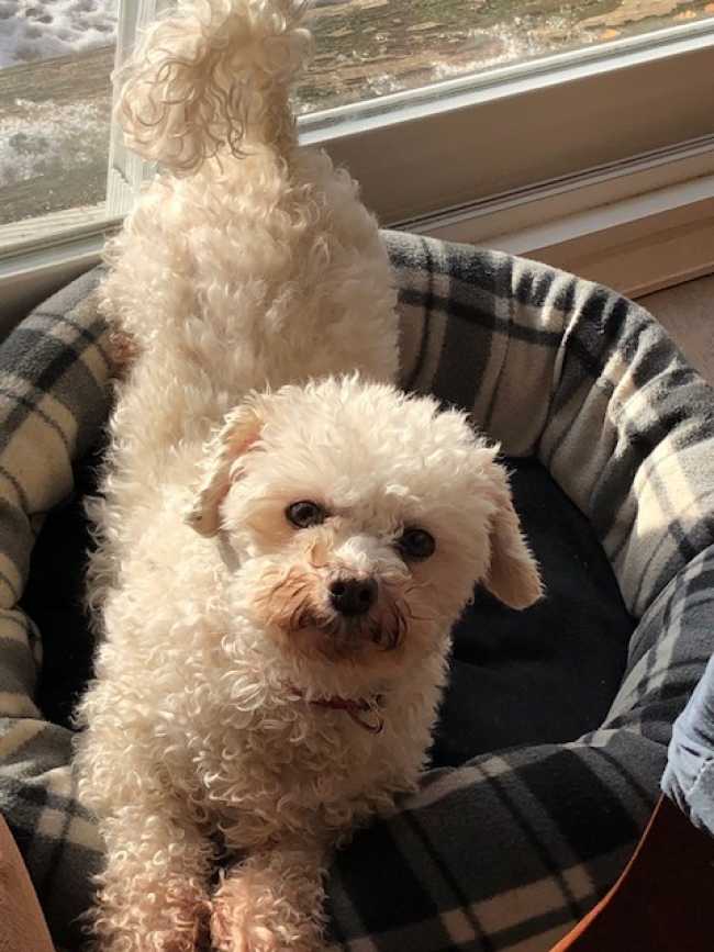 Bichon Frise on Adoptico.com