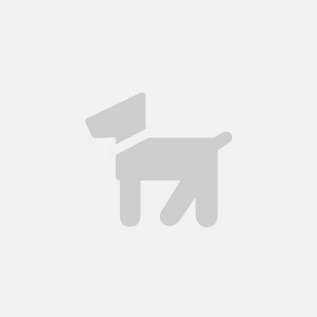 Border Collie on Adoptico.com